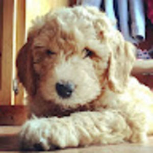 Meet your Posher, Adam